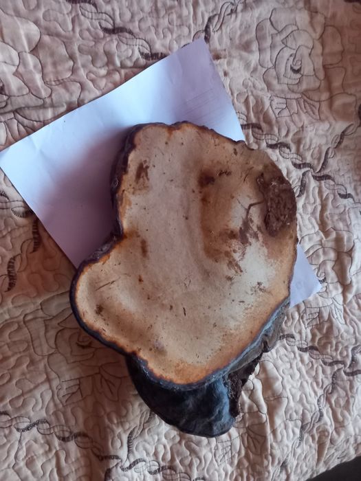 Ciuperci medicinale ganoderma aplanatum