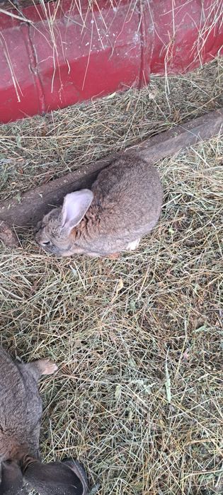Vind iepuroaica de 2 ani uriaș german