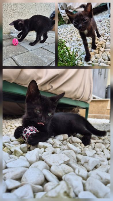 Pui pisică pentru adopție responsabilă (7 săptămâni - Ploiești/București/Ilfov)