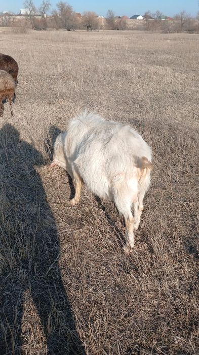 Асыл тұқымды теке