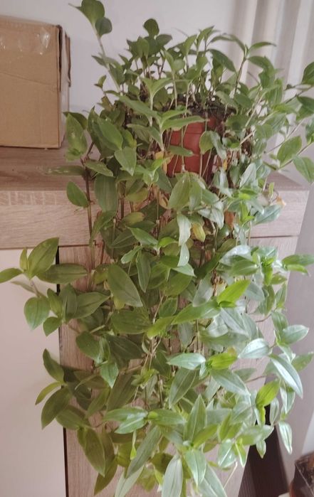 Floare ghiveci yucca. Trimit în tara.