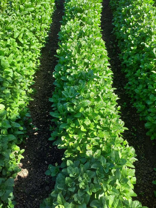 Menta olandeza fresh.