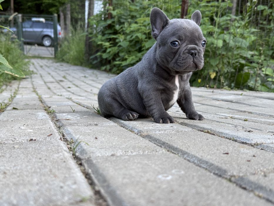 Bulldog francez