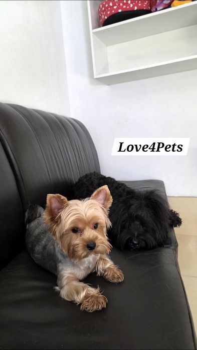 Cazare caini/ Pensiune canina/ Pet Sitter/ Pet Hotel/ Love4Pets