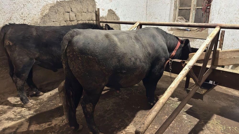 Aberdin Angus buqalar buqasi.