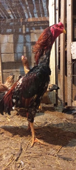 Дакан 1,6 мес. кореец