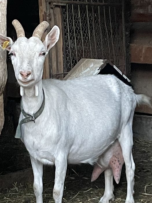 Продаются козы зааненской породы