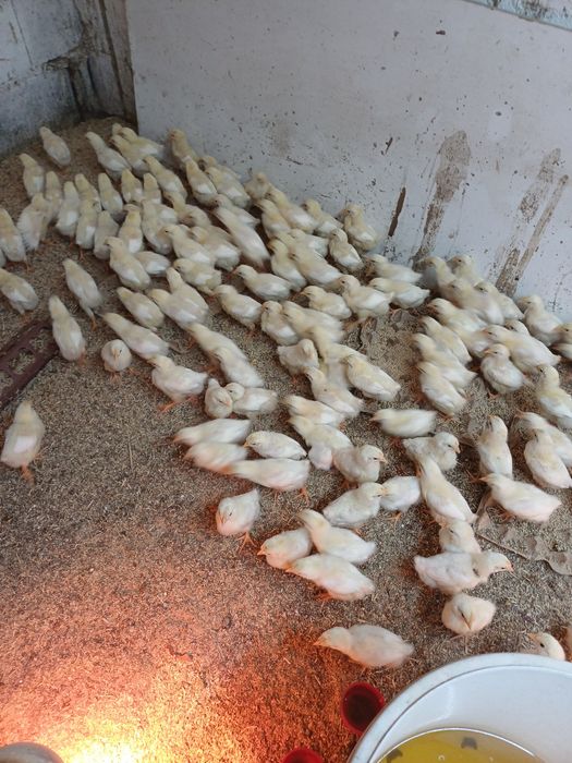 Цыплята броилер 10 днеи