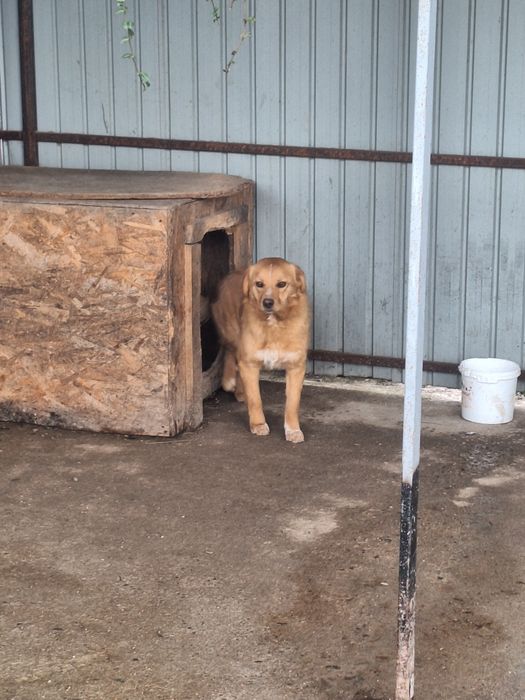 Donez Cățea vârsta 9luni