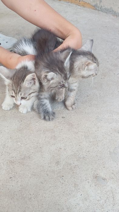 Отдам котят в хорошие руки