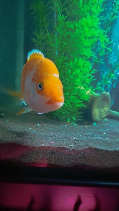 Продам либо поменяю