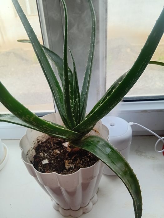 Бөлме    гүлдері