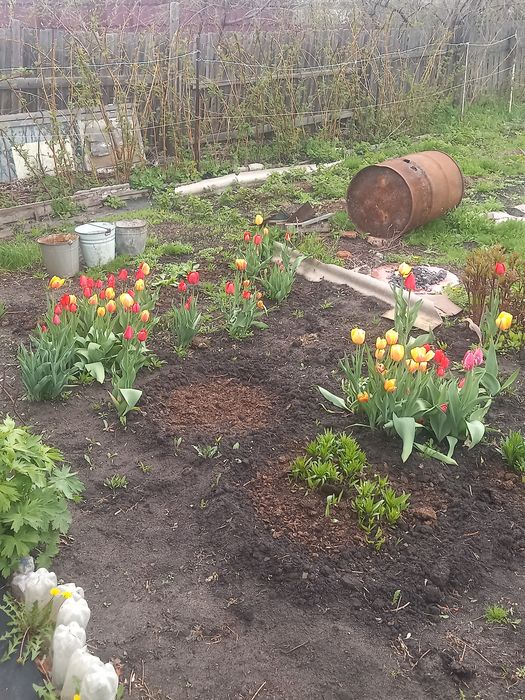 Продам дачу 2 садовое общество