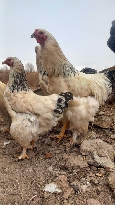 Тоза зотли Брама Хоразлар бор