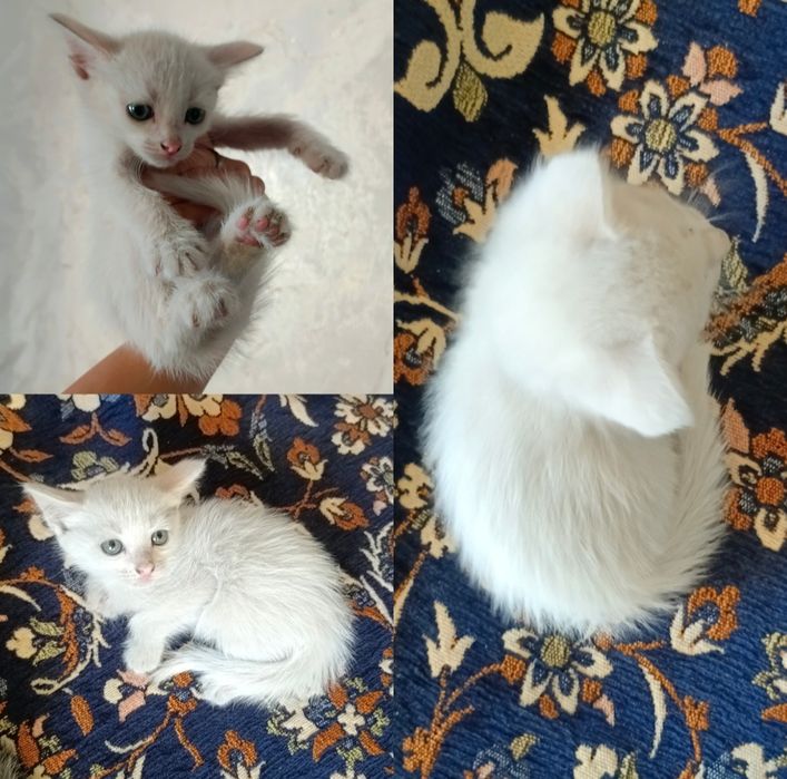 Отдаём котят в хорошие, добрые руки