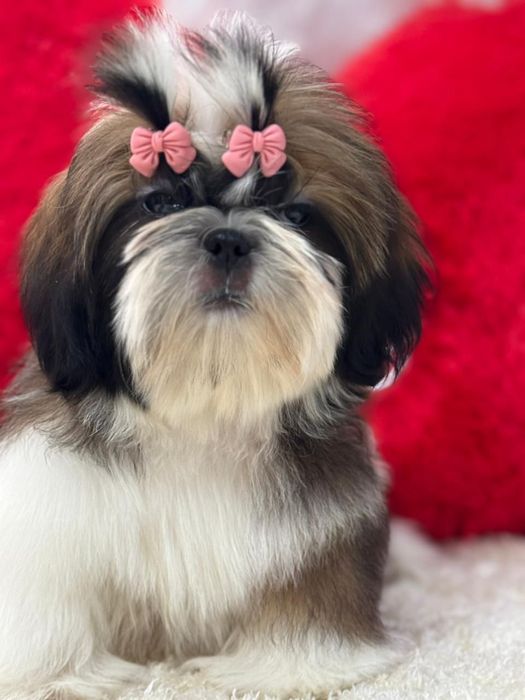 Ши-тцу кукольные девочки