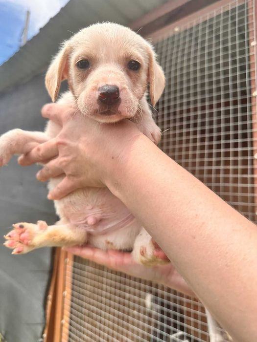 Щенки дворянской породы.