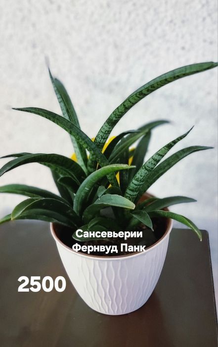Цветы комнатные от 1500