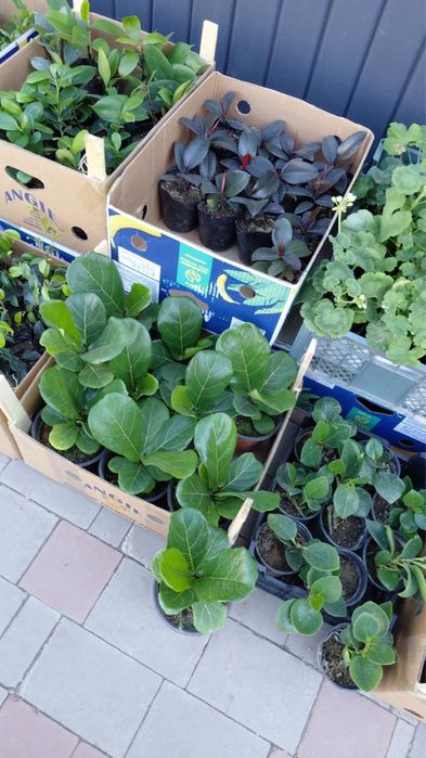 Продам комнатные цветы . Очень красивые разные