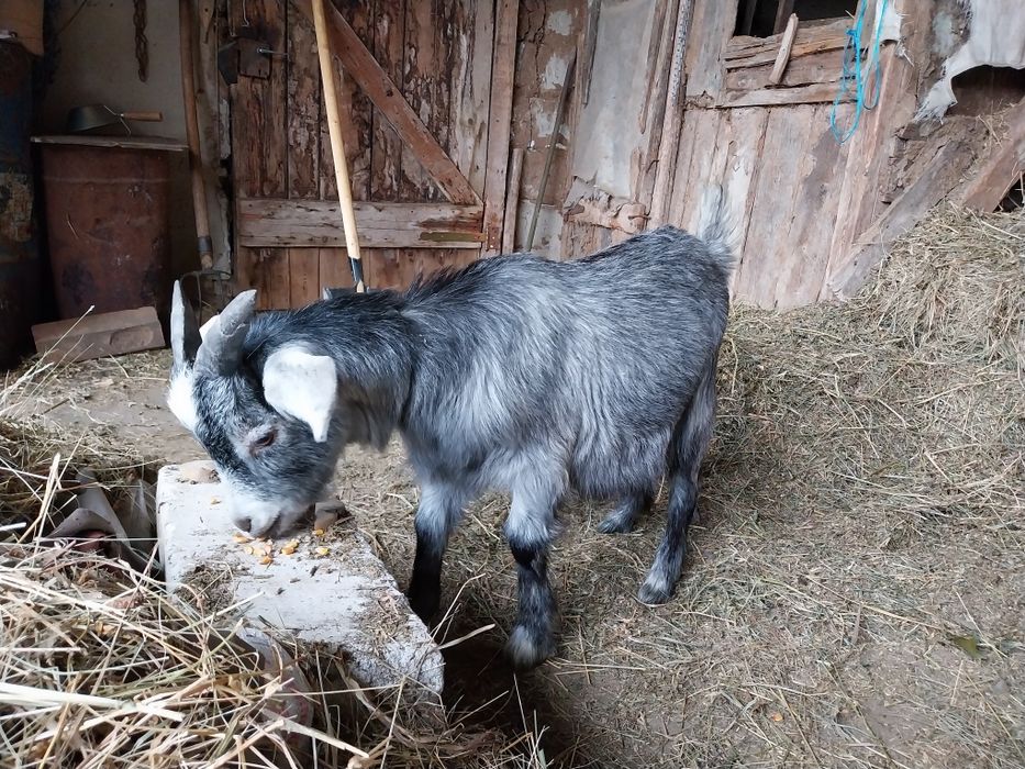 Tap metis cu Anglonubian de 6 luni
