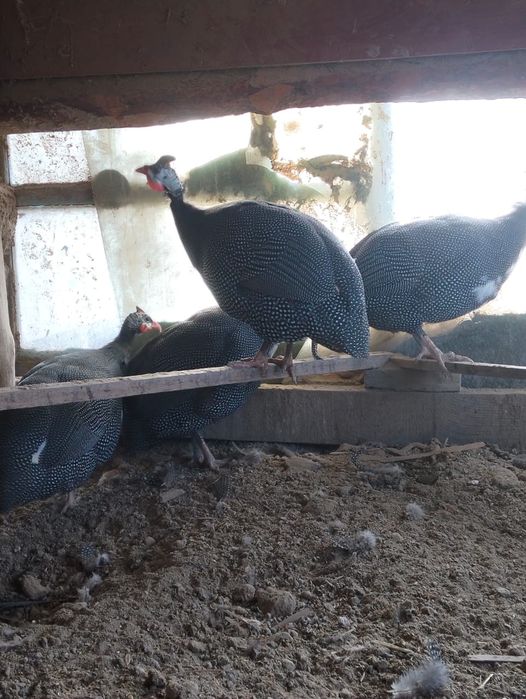 Цесарки тауык куры