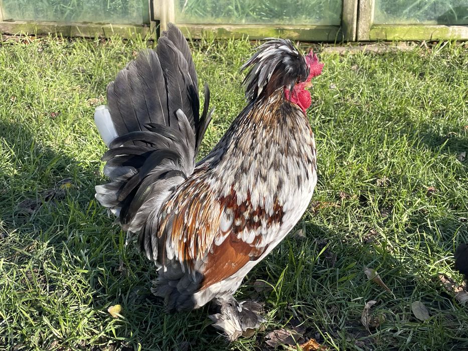 Oua incubat Bregova / pitice motate incaltate