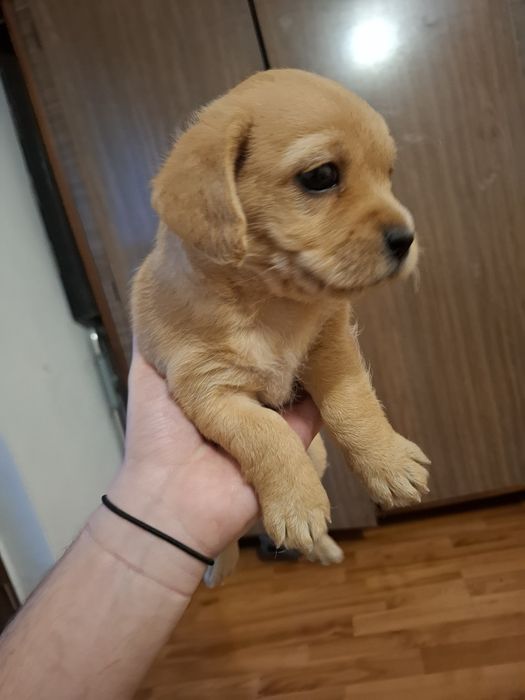 Donez pui de metis talie mica