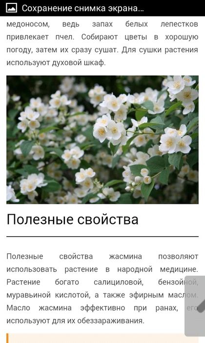 сирийская роза    1/5    метровый Вюшая роза .  .штамп роза ..Глицина