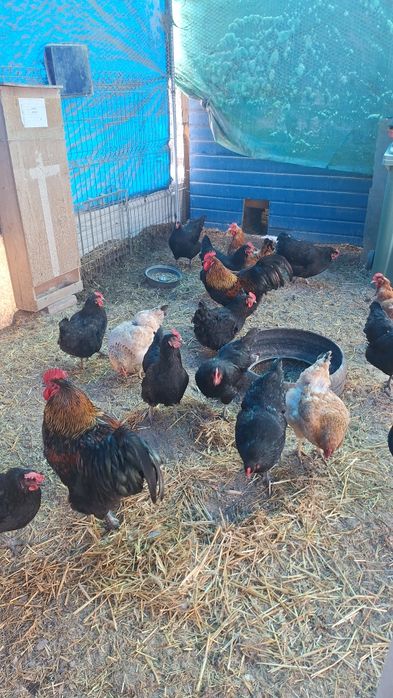 Ouă proaspete de găină