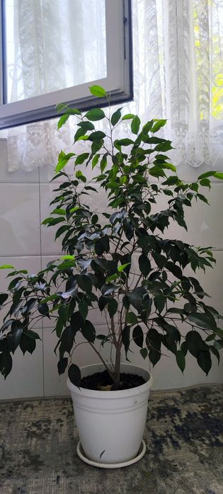 Gullarimiz sotiladi ,donaga xammasini olganlarga kelishtirib beramiz