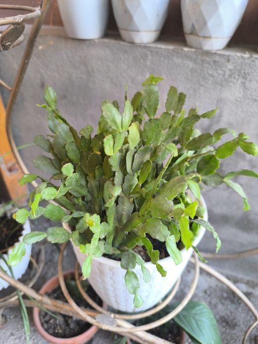 Хилма хил гуллар бор