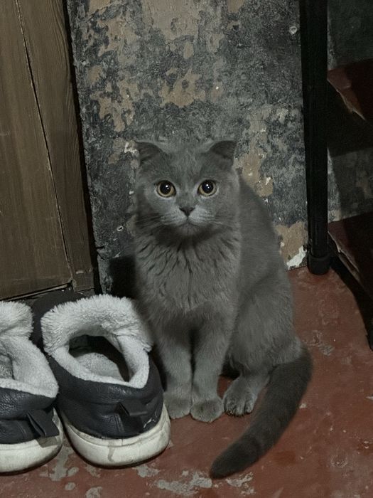 mushik sotilad qizbola