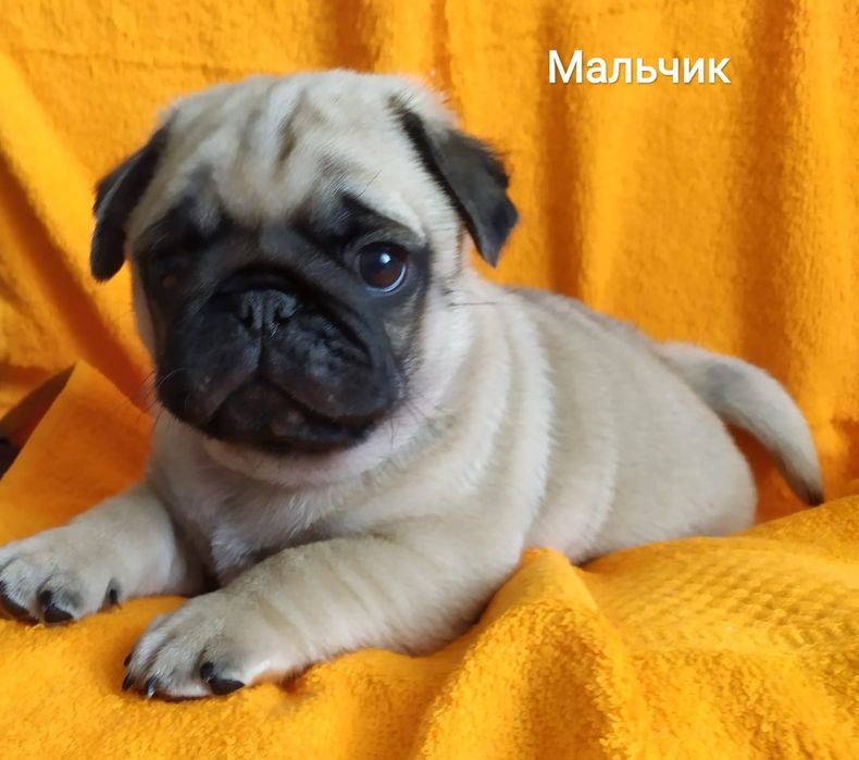 Продам очаровательных щенков мопса.