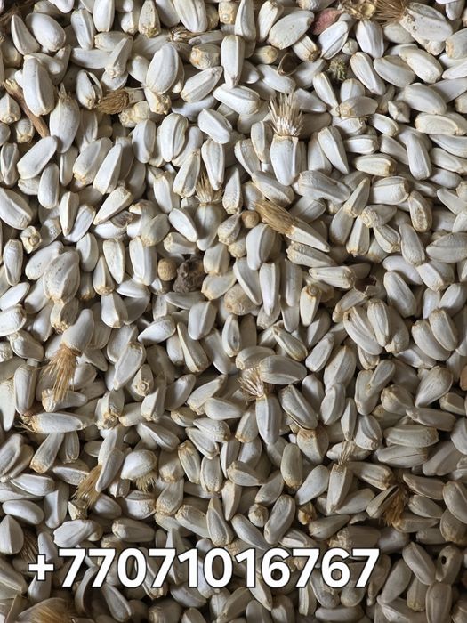 Семена софлора для посева