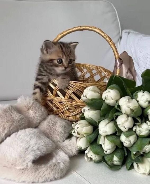 Шотландский котенок