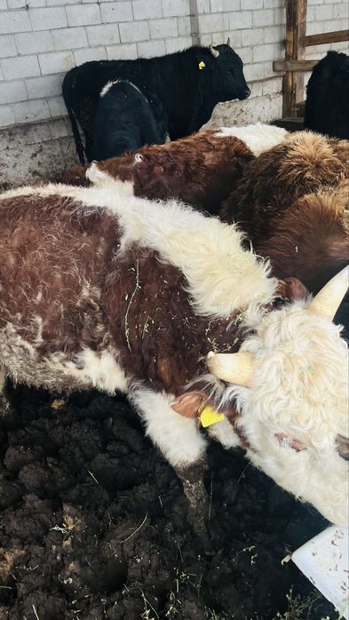 1.5-2 жасар бұқалар