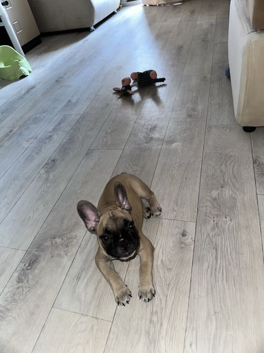 Французский бульдог