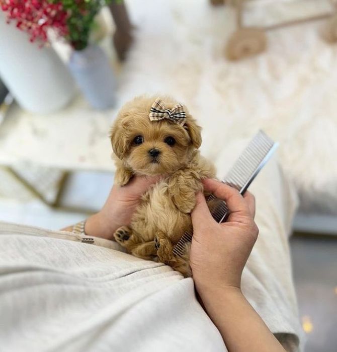 Maltipoo poodle mini toy