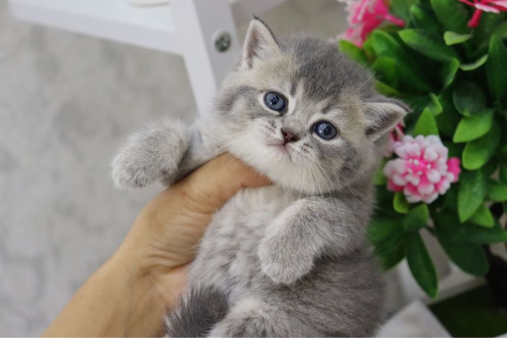 Продаются  британские котята