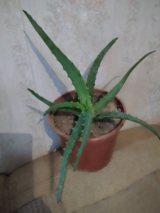 Растения по тысячи .