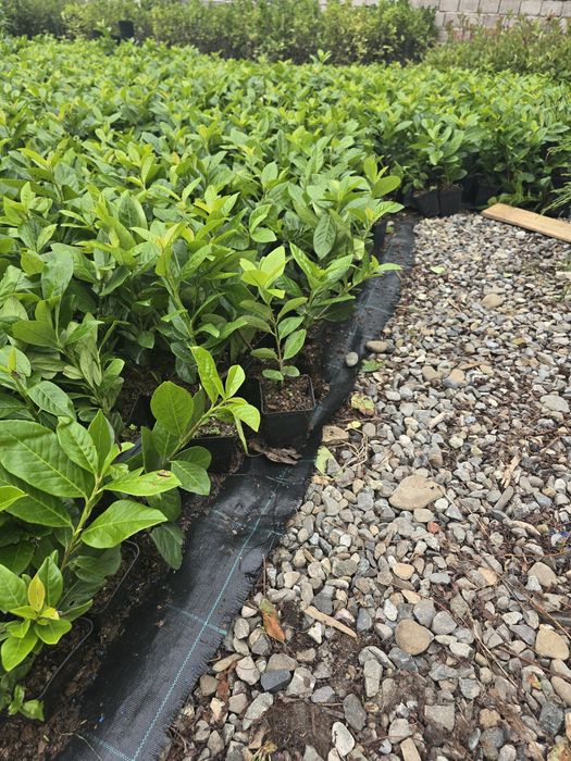 Laur Englezesc - NOVITA - Aclimatizat - prunus laurocerasus