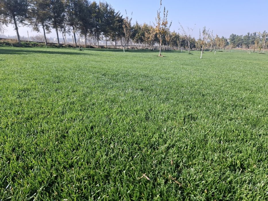 Gazon Toshkent - Газон Тошкент - Живой Руллонный Установка Свое Поле!