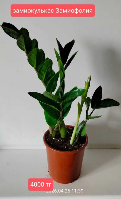 продам комнатные растения