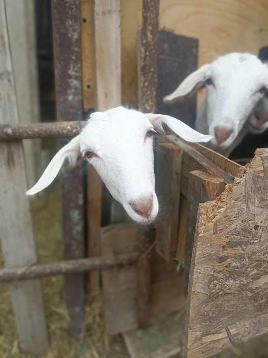 Продам дойную козу , 3 окот.