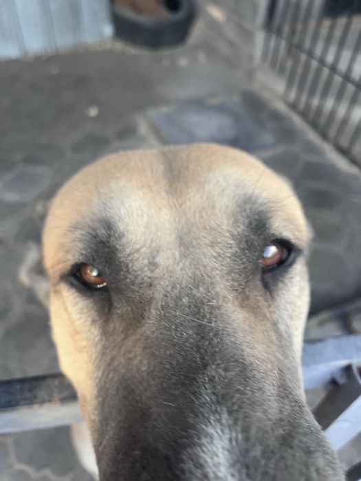 Кангал девочка