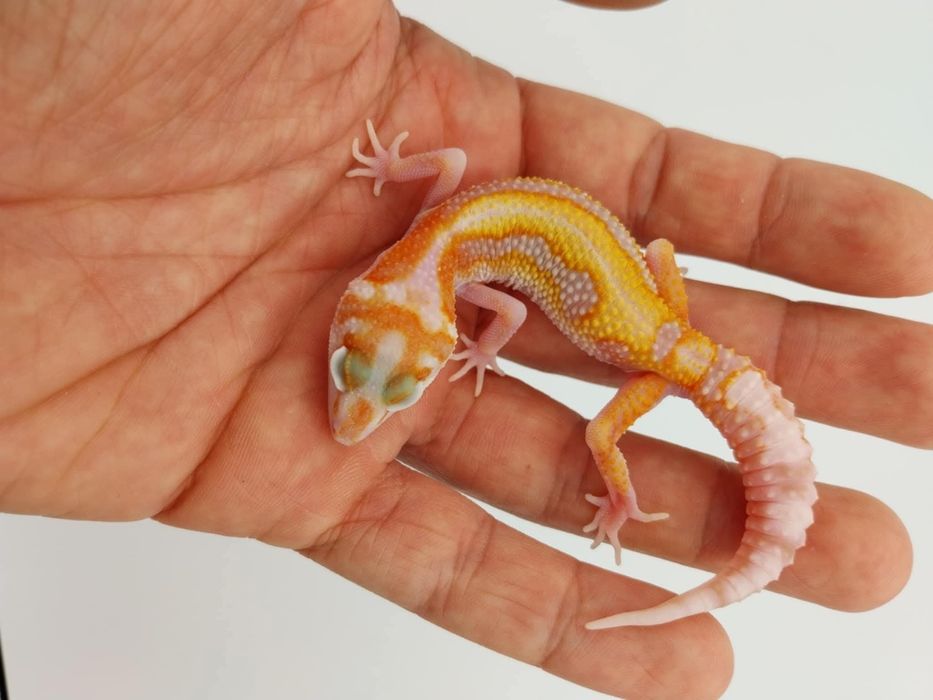 Леопардов Гекон.