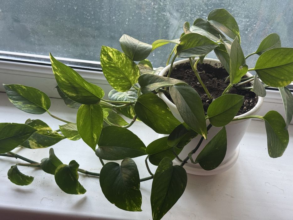 Продам эпипремнум юг