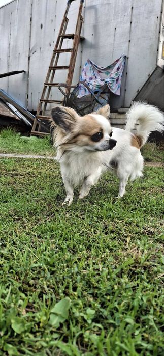 Дългокосместо Чихуахуа