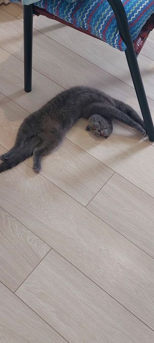 Пропал Кот!!, шотландец