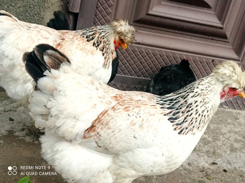 Брама товук тухумлари  сотилади